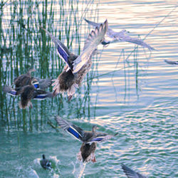 Birds flying over lake