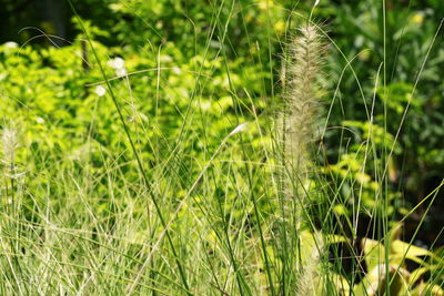 Close-up of fresh grass in field