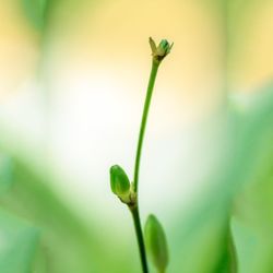 Close-up of plant