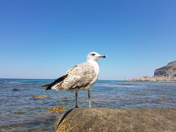 Seagull perching on rock by sea against clear blue sky