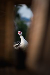 Close-up of a bird