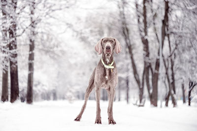 Dog on snow covered field