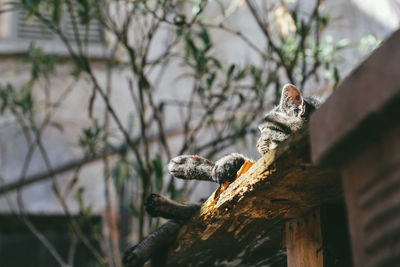 Cat lying on roof