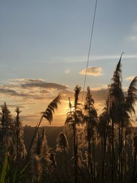 Scenic view of sunset over field