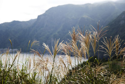 Grass growing on mountain at ulleungdo island