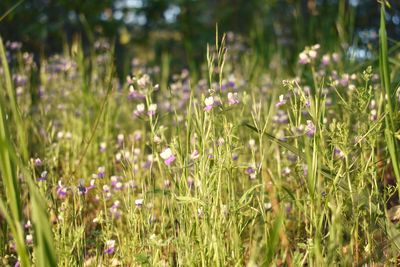 Purple flowering plants on field