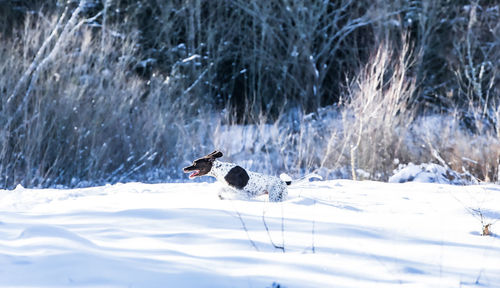Two dogs on snow covered land