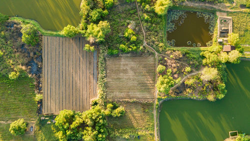 Plants and trees by building