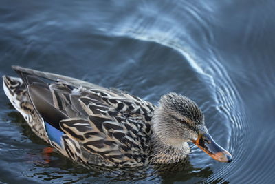 High angle view of duck swimming in lake