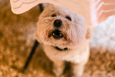 Portrait of dog on field