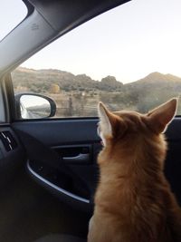 Cat looking through car window