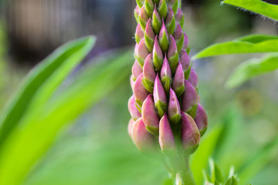 Close-up of bud growing on plant