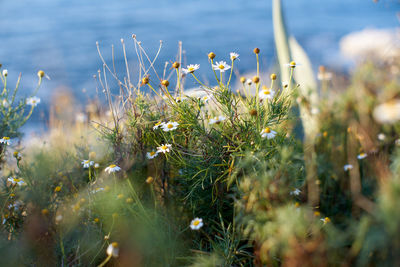 Close-up of flowering plants on land