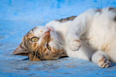 Cat lying down in a water