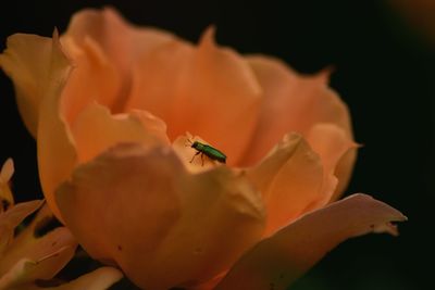 Close-up of orange rose flower against black background