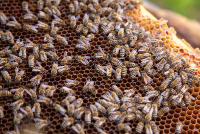 Close-up of bees