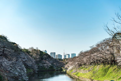 River amidst trees against clear blue sky