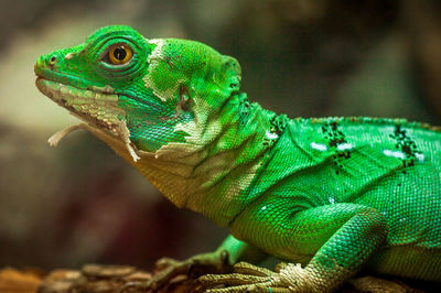 Close-up of a lizard