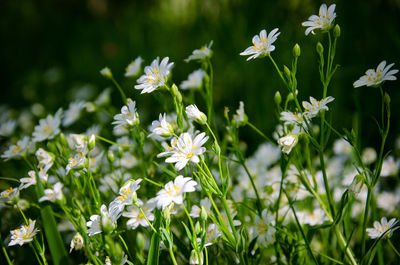 Close-up of white flowering plants on field