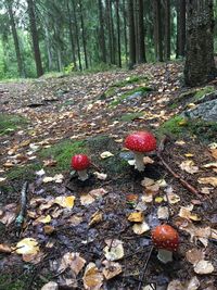 Mushrooms growing on field in forest