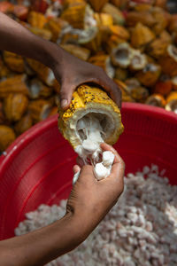 Close-up of hand holding cacao seeds