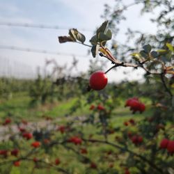 Close-up of red berries growing on tree