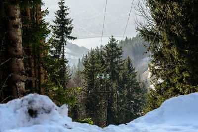 Pine trees on snow covered mountain