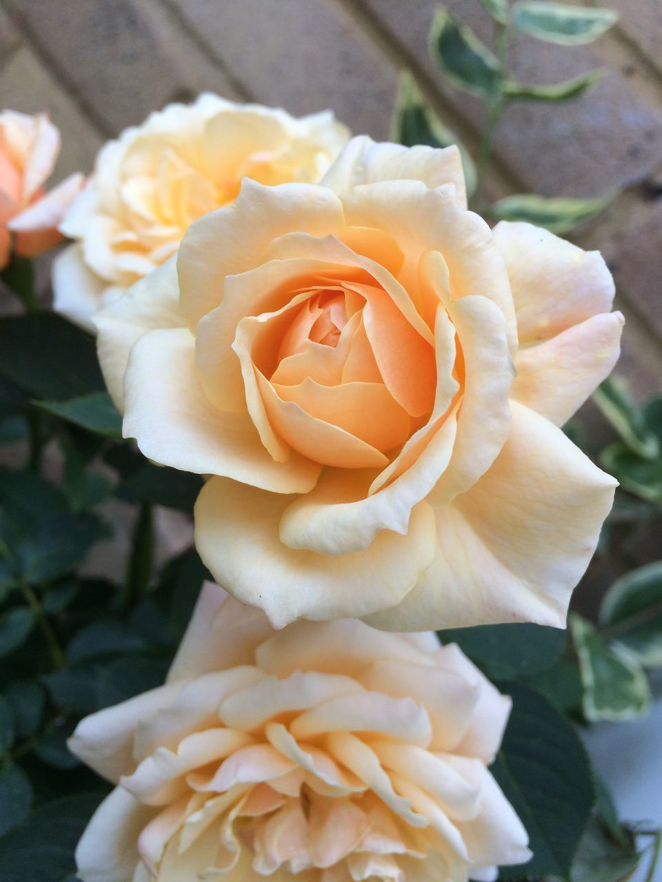 CLOSE-UP OF ROSE IN FLOWER