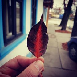 Close-up of hand holding autumn leaf