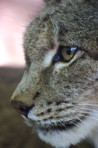 Close-up of a cat looking away