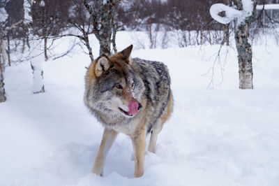 View of dog on snow covered field