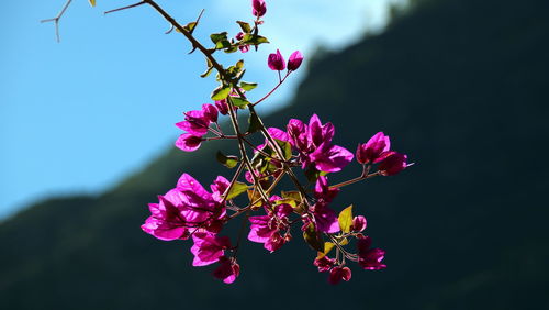 Close-up of pink bougainvillea blooming on tree