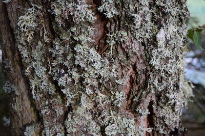 Close-up of tree trunk