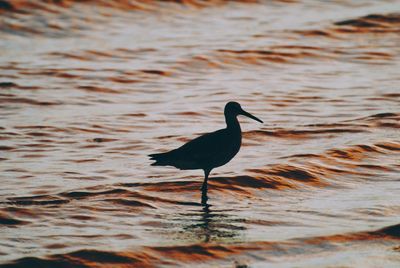 Bird perching on beach