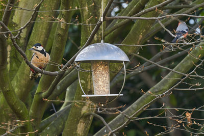 Close-up of bird perching on feeder against tree