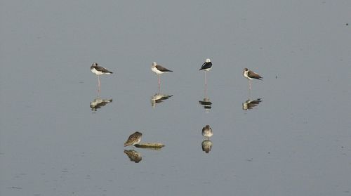 High angle view of seagulls on lake