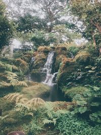 Scenic view of waterfall in forest