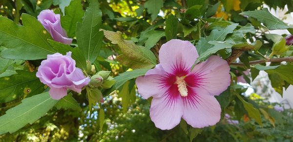 Close-up of pink flowering plant