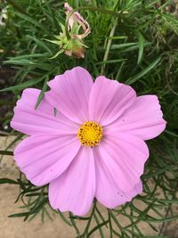 Close-up of pink cosmos flower blooming outdoors