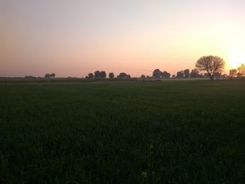 Scenic view of field against clear sky during sunset