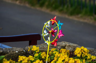 Close-up of multi colored flowering plant