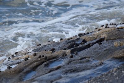 Scenic view of rocky beach