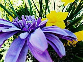 Close-up of purple flower blooming