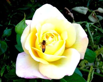 Close-up of bee pollinating on white flower