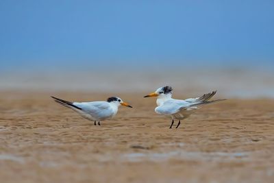 Seagulls on beach