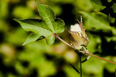 Close-up of butterfly on leaves