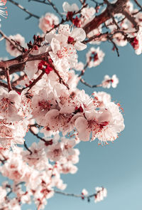 Low angle view of cherry blossoms against sky