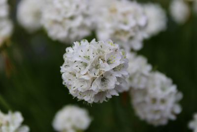 Close-up of white flowering plant