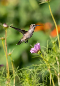 Hovering hummer