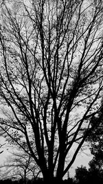 Low angle view of bare trees against sky